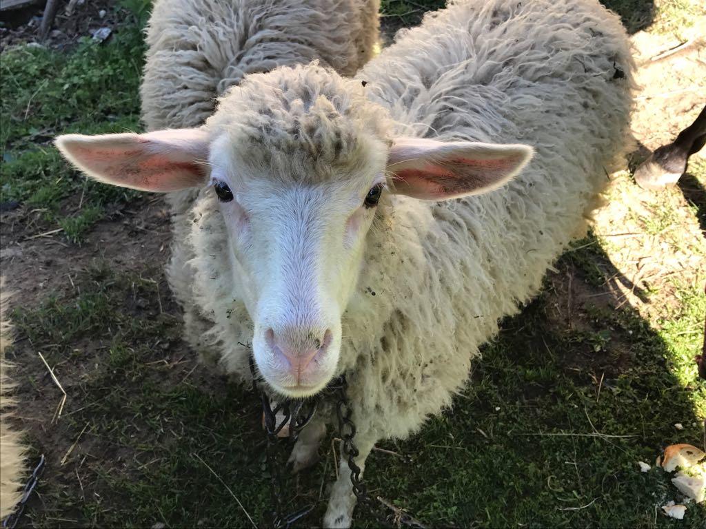 W zagrodzie Malinowego Domku można spotkać owieczki, kury i kucyki